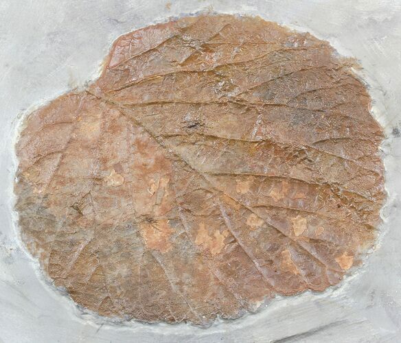 Paleocene Fossil Leaf (Davidia) - Montana #56674